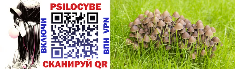Псилоцибиновые грибы Psilocybe  Глазов 